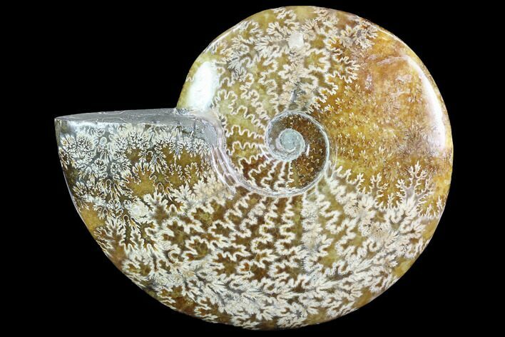 Polished, Agatized Ammonite (Cleoniceras) - Madagascar #88358